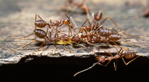 how to get rid of ants naturally