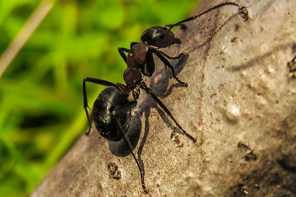 How to Keep Ants Away
