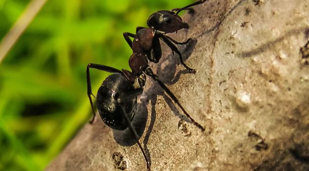 How to Keep Ants Away