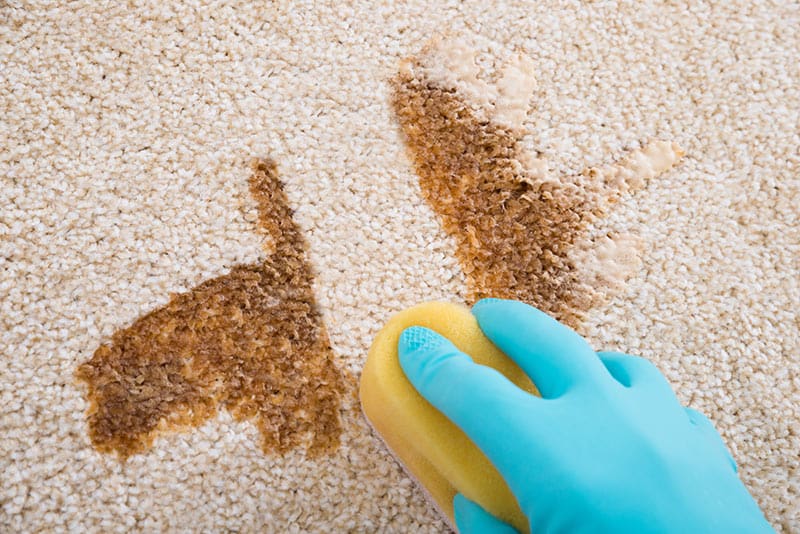 remove coffee stains from carpet