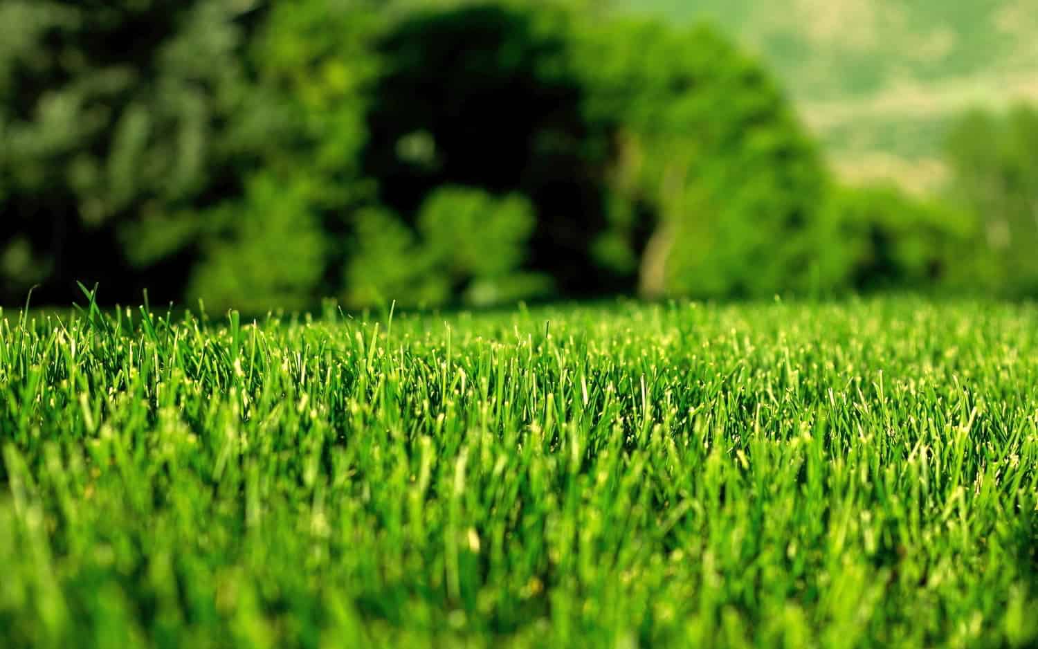 Reasons to Have a Healthy Lawn in your Home