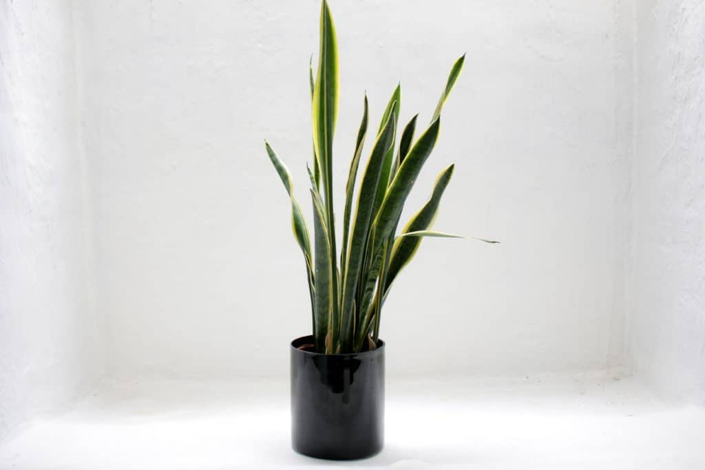 Elegant and Trendy Plants for Your Living Room