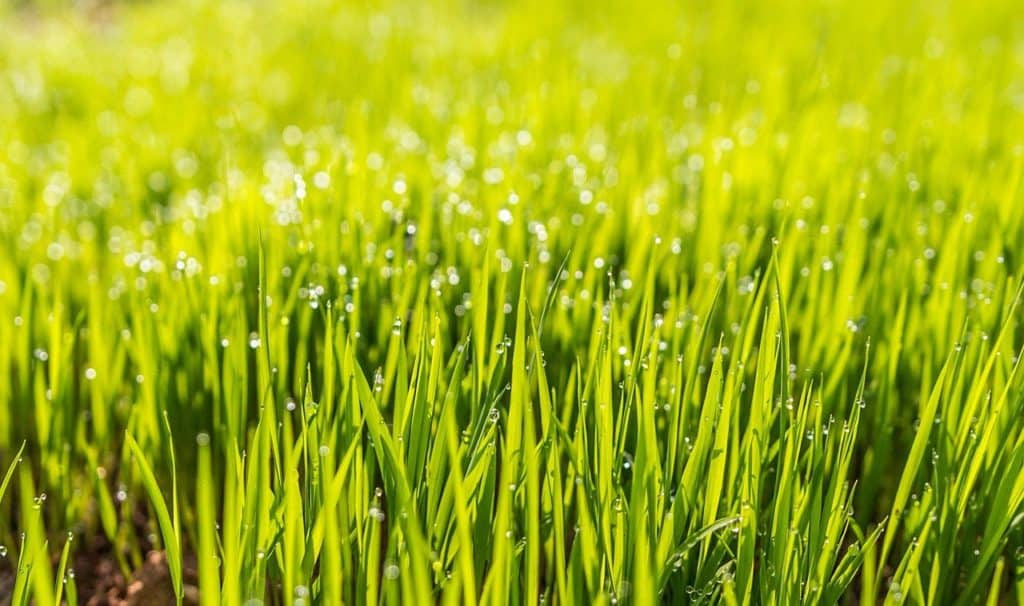 Tips for Minimizing Water Used for Lawn Care
