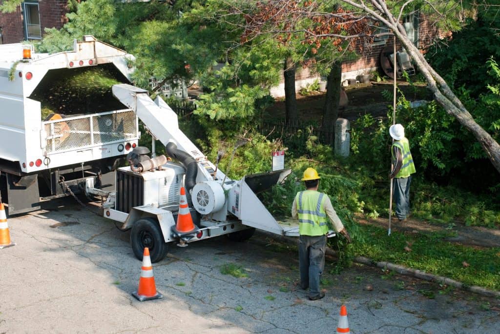 Frequently Asked Tree Removal Questions Answered