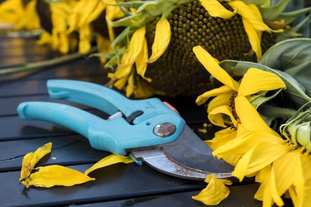 6 Important Things You Have to Know While Using The Pruning Equipment
