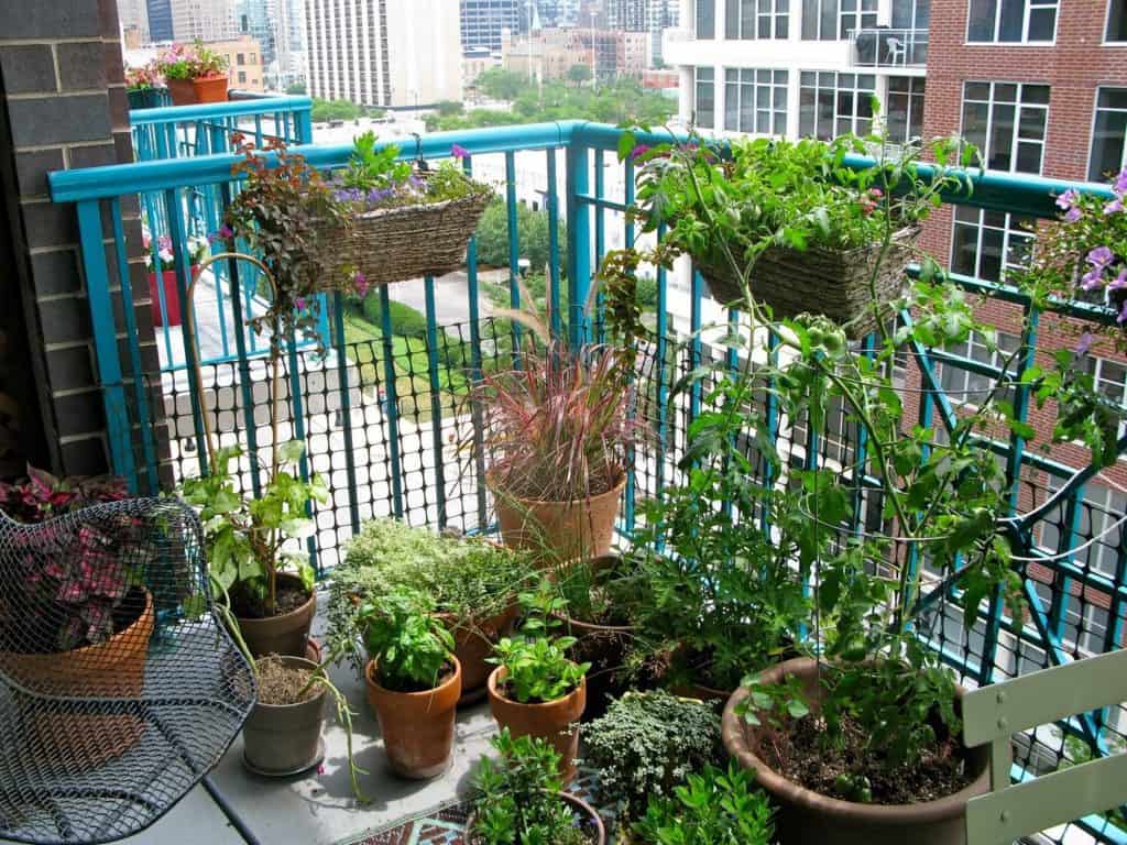 Growing Plants In Your Apartment (A Guide)