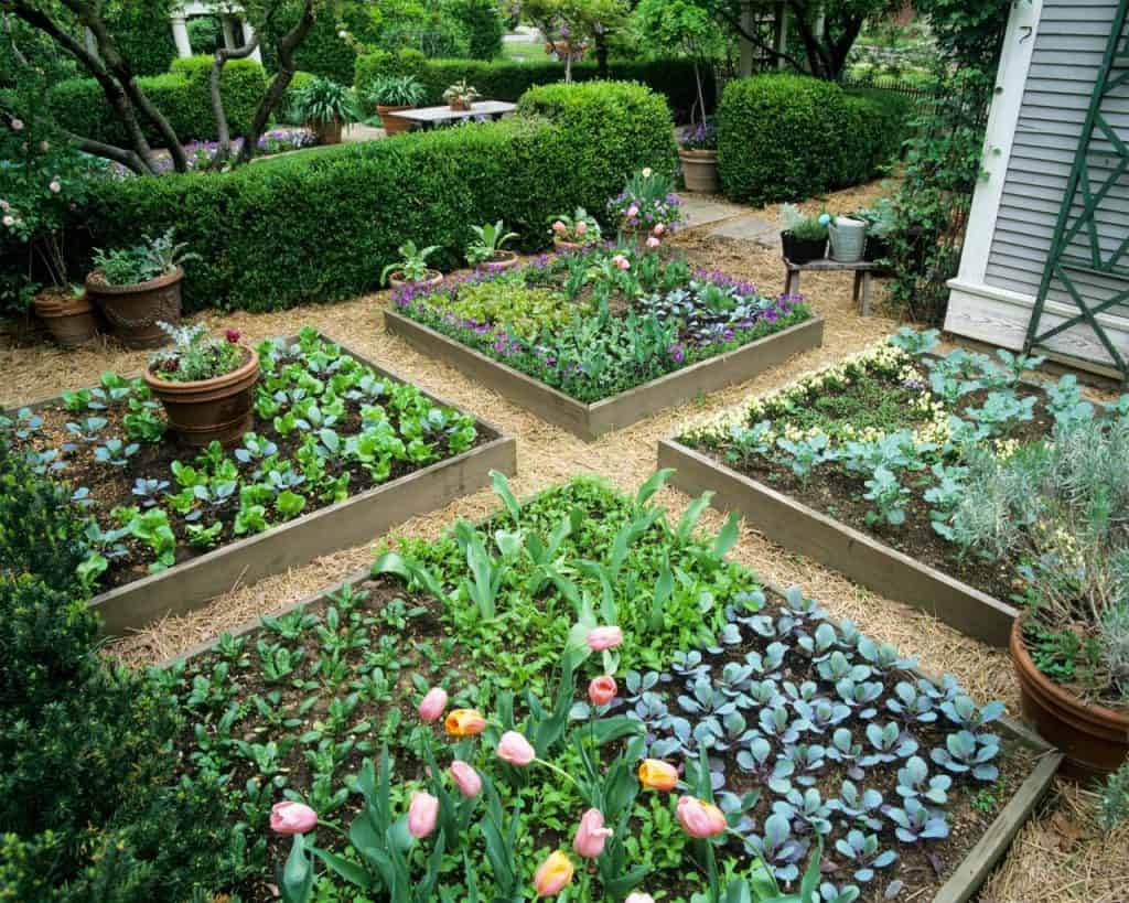 Guide to Growing Food In Your Backyard