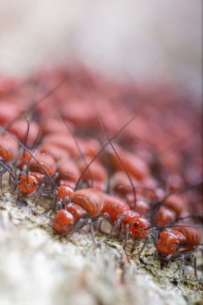 Termites: Friends or Enemies of Man"