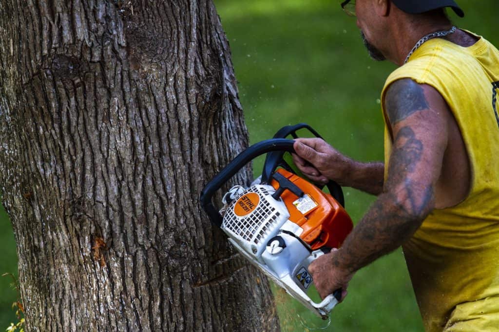 Top Considerations to Make When Choosing a Tree Removal Services