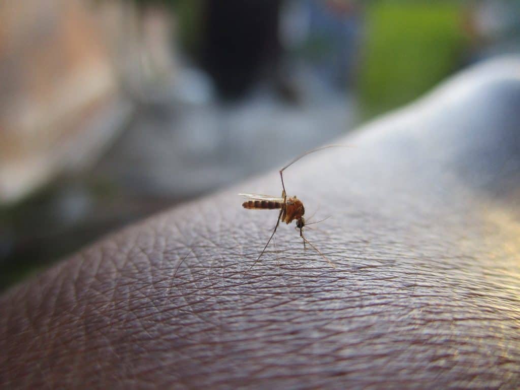 Signs of Mosquito Infestation and How to Deal With It