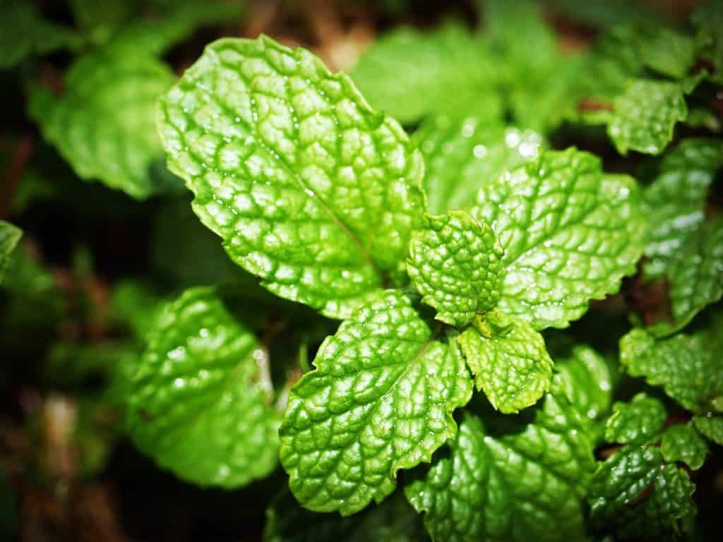 The Best Herbs To Grow In Your Garden