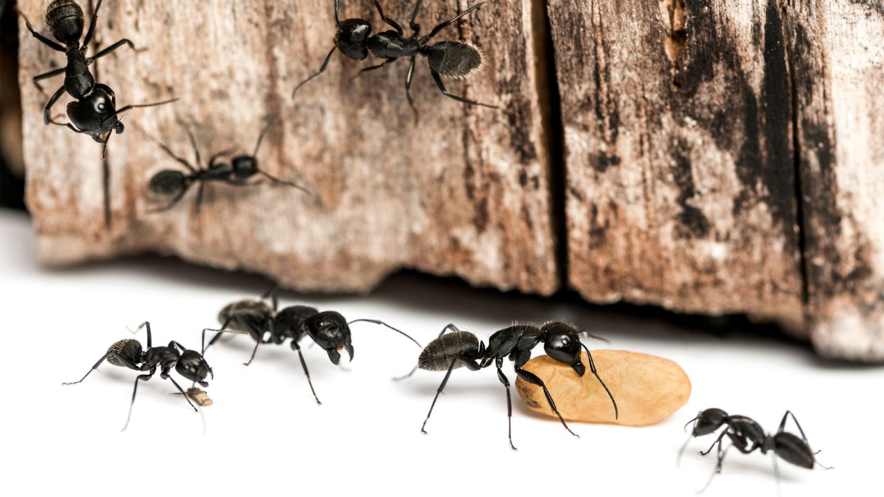 How to Kill Carpenter Ants