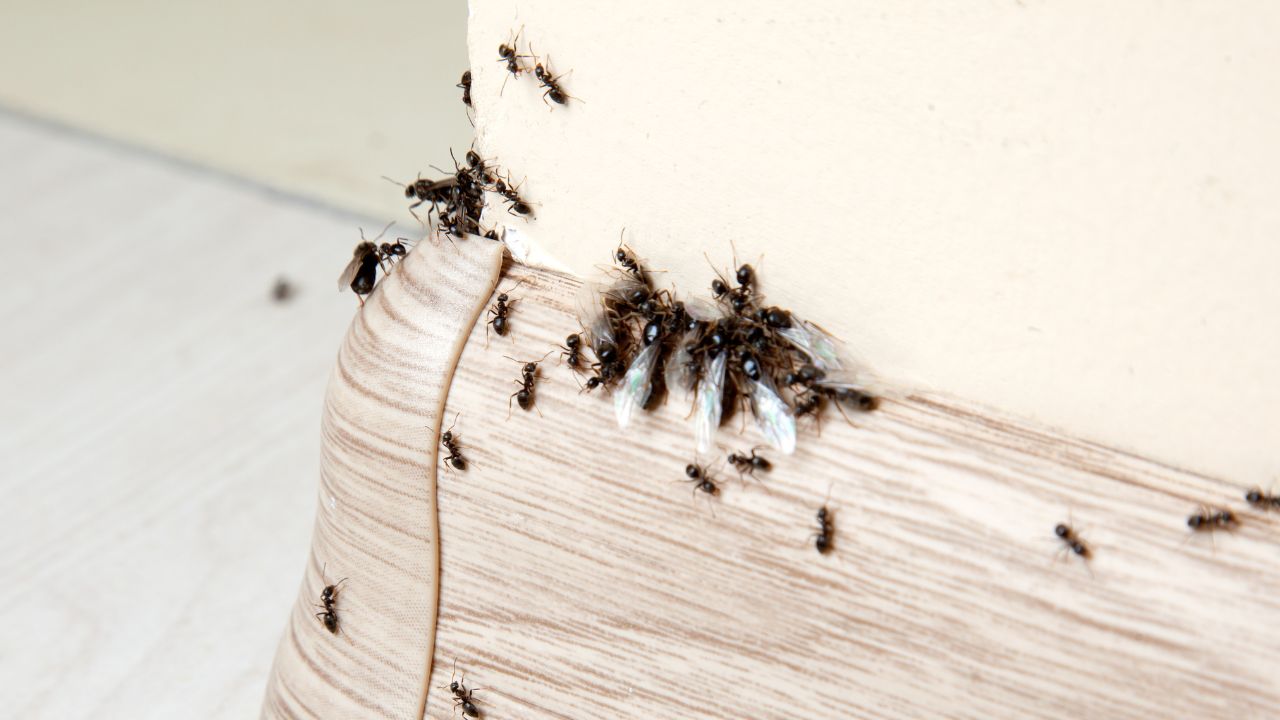 How to Kill Pungent House Ants