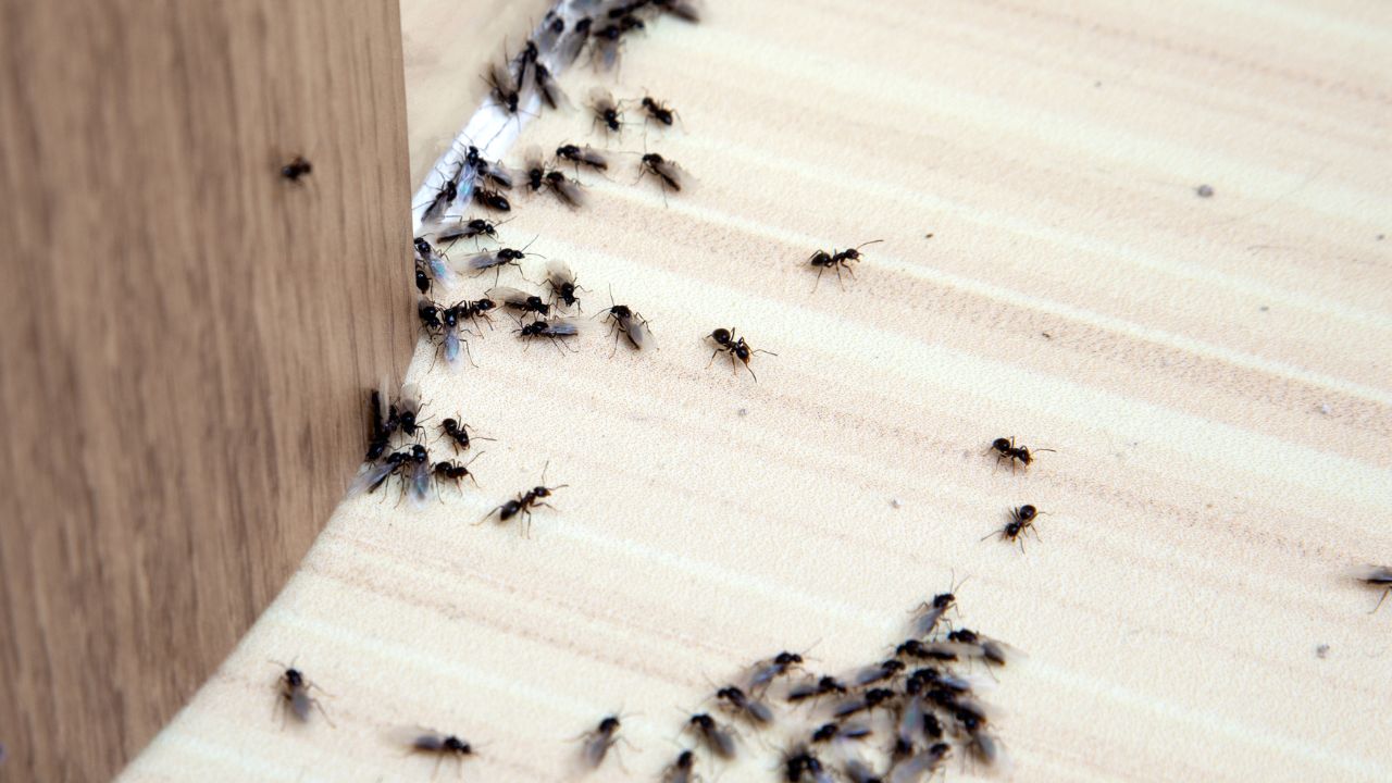 How to Stop Ants from Coming Back