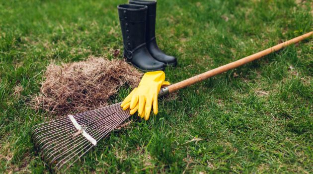 Benefits Of Weed Treatment And Lawn Dethatching Services