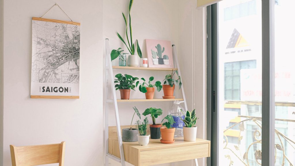 Indoor Plants to fight stress
