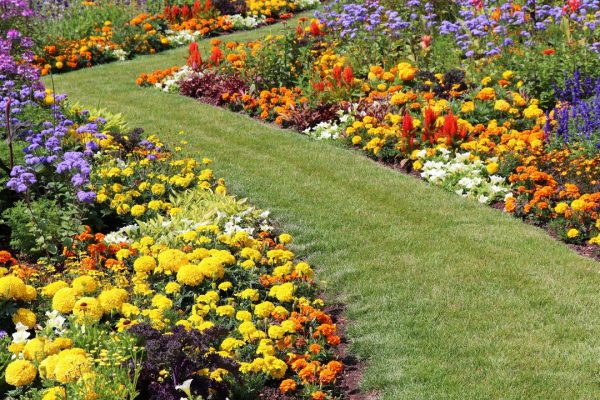 Flower Combinations for Your Garden