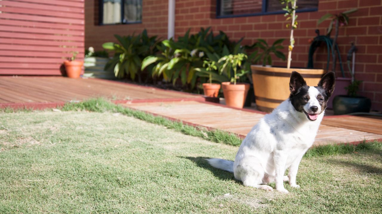 Protect Your Yard from Pet Waste