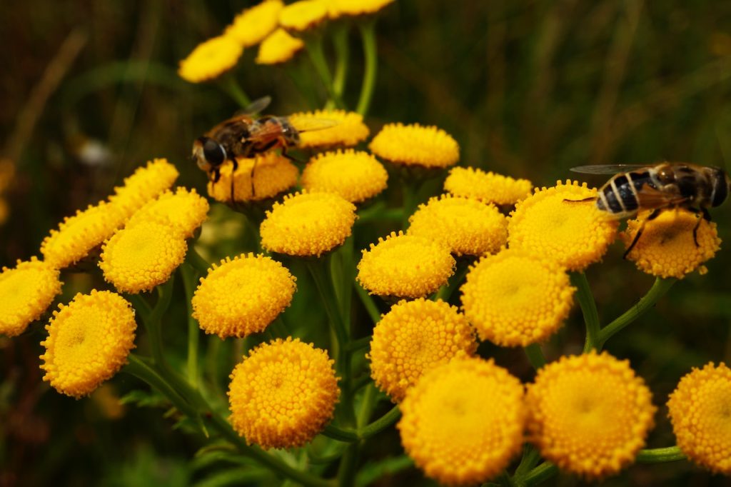 Welcome Beneficial Insects and Pollinators: Create a Garden Oasis
