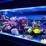 8 Expert Tips for Creating a Showstopper Custom Aquarium