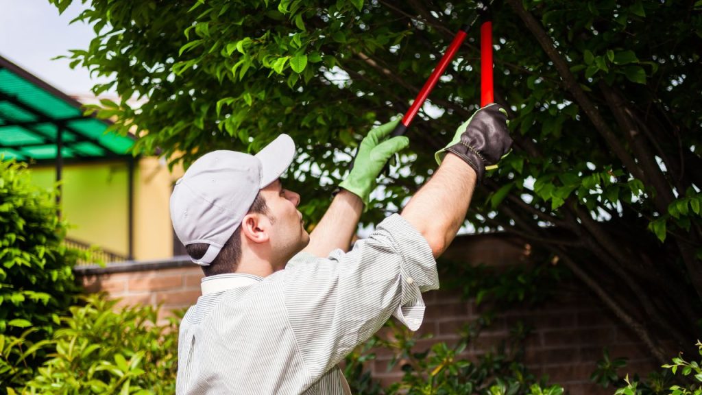 Trim trees and bushes regularly