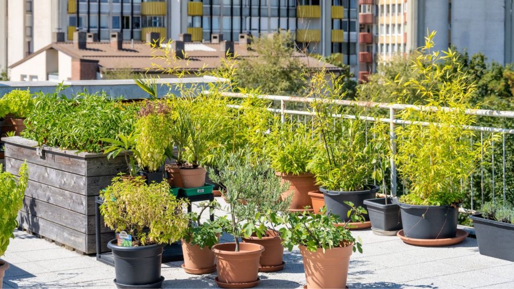 Understanding Urban Gardening