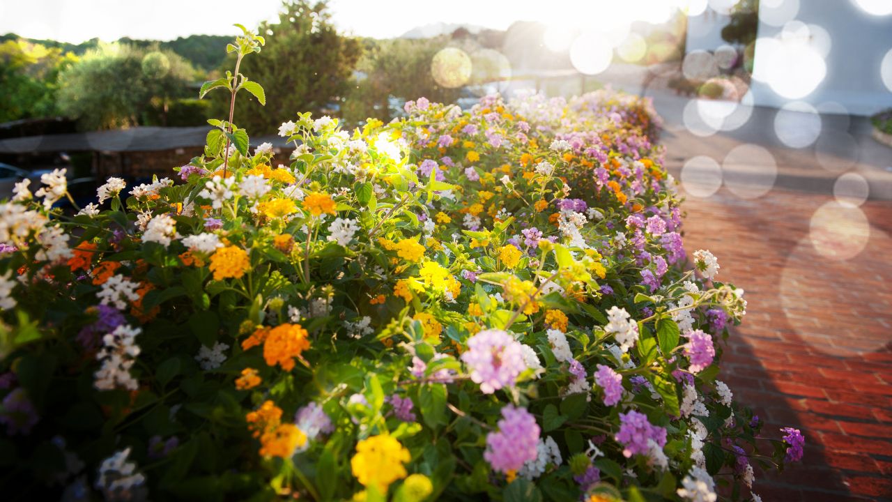 Adding a Dash of Elegance to Your Garden: A Step-by-Step Guide