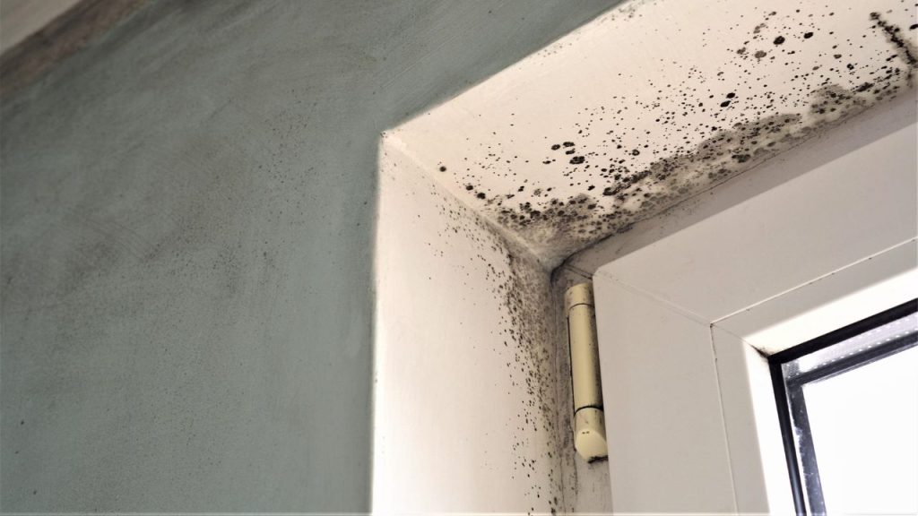 Musty Odors and Mold Growth