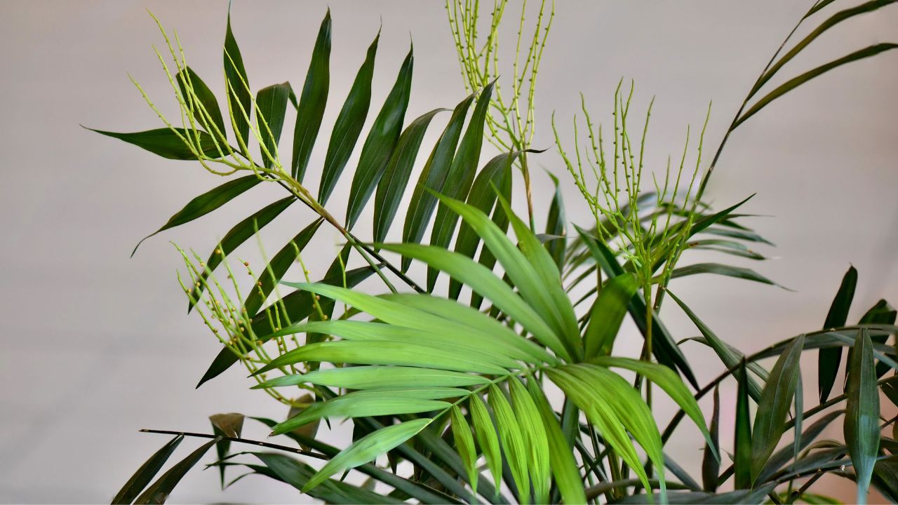 Top 20 Humidity-Loving Plants
