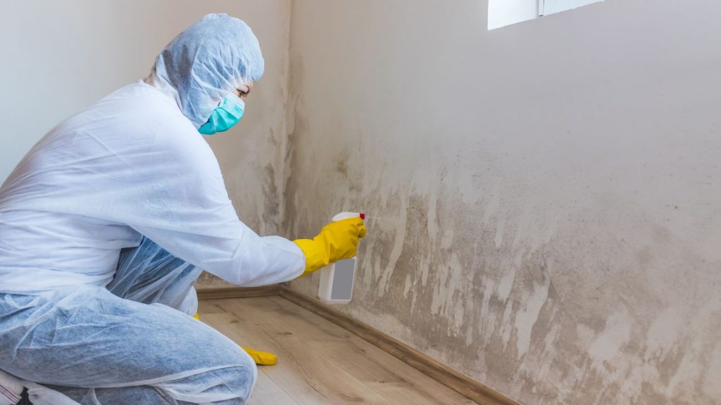 When to Seek Mold Professional Help