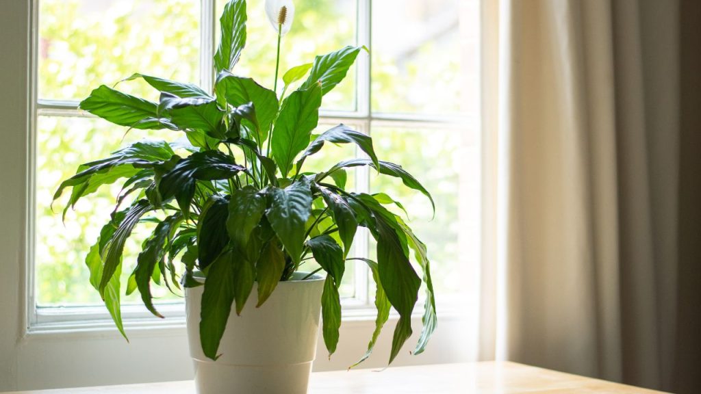 indoor Peace Lily