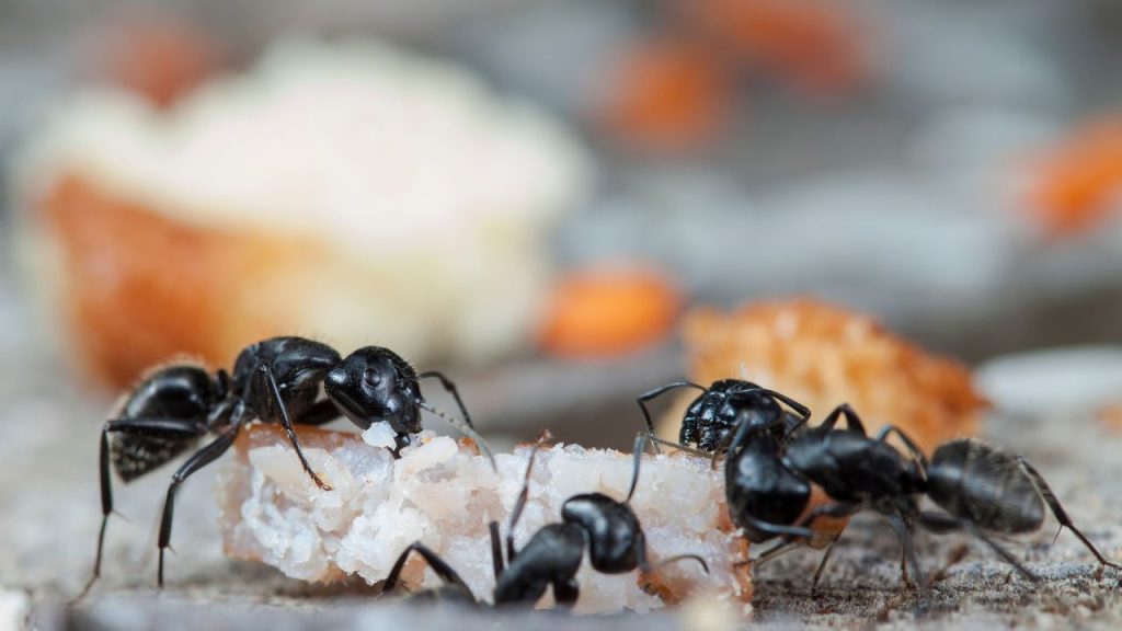 Basics of Homemade Ant Traps