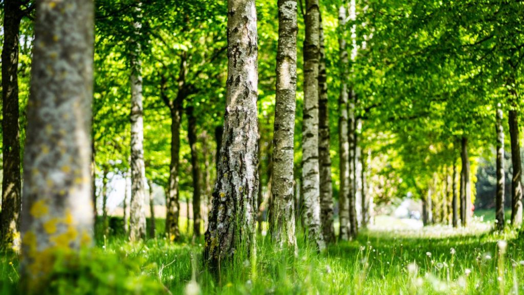 Recycling programs save more than 70 million trees