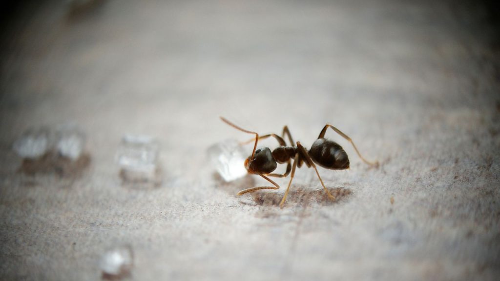 Setting up Your Homemade Ant Trap