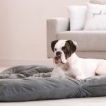 Top 6 Home Improvement Tips For Pet Owners