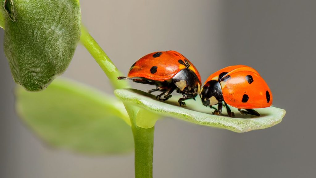welcome beneficial garden bugs