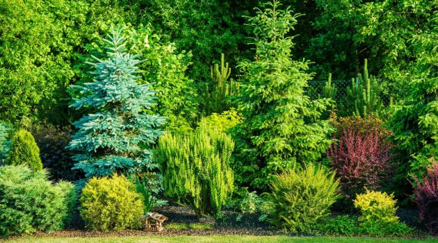 Best Low Maintenance Trees for Backyard Privacy