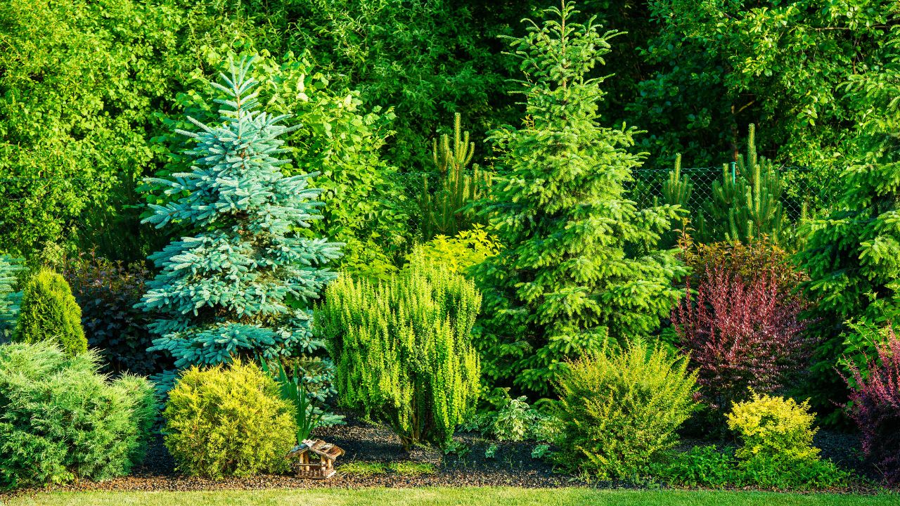 Best Low Maintenance Trees for Backyard Privacy