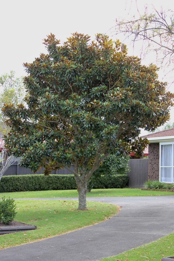 Magnolia (Magnolia Grandiflora)