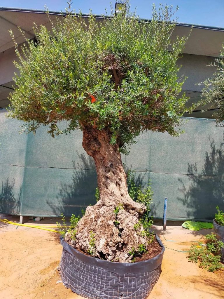 Olive Tree Olea Europaea