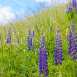 Lupine Flower Meaning