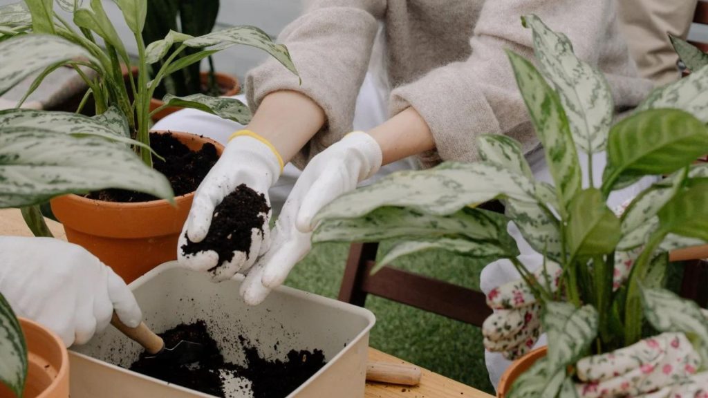 Getting Started With Gardening in San Diego